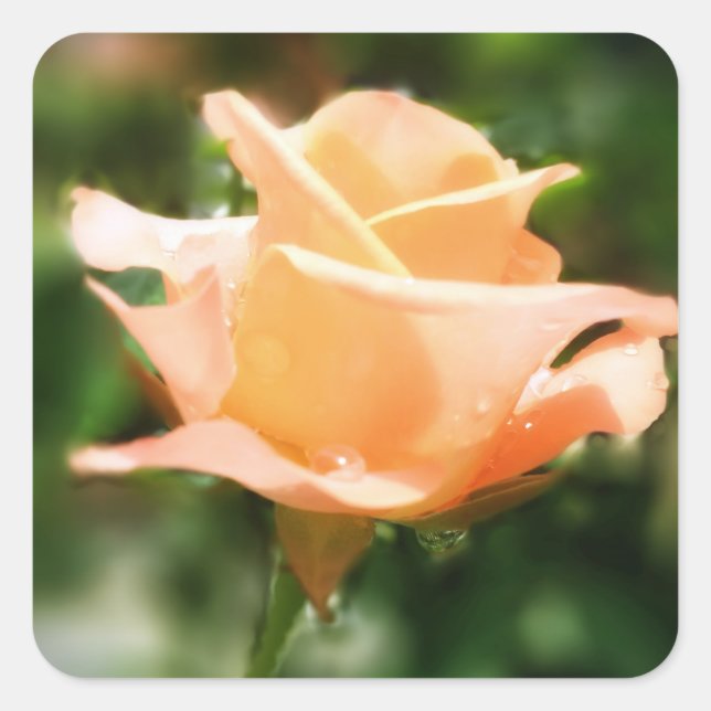 Vintage Rose Flowers Square Sticker (Front)