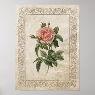 Vintage Rose I Botanical Poster