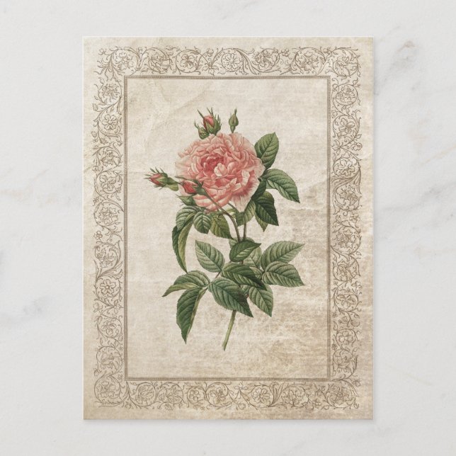 Vintage Rose I Postcard (Front)
