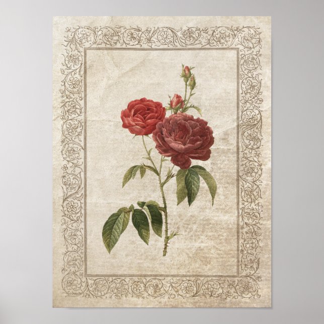 Vintage Rose II Botanical Poster (Front)