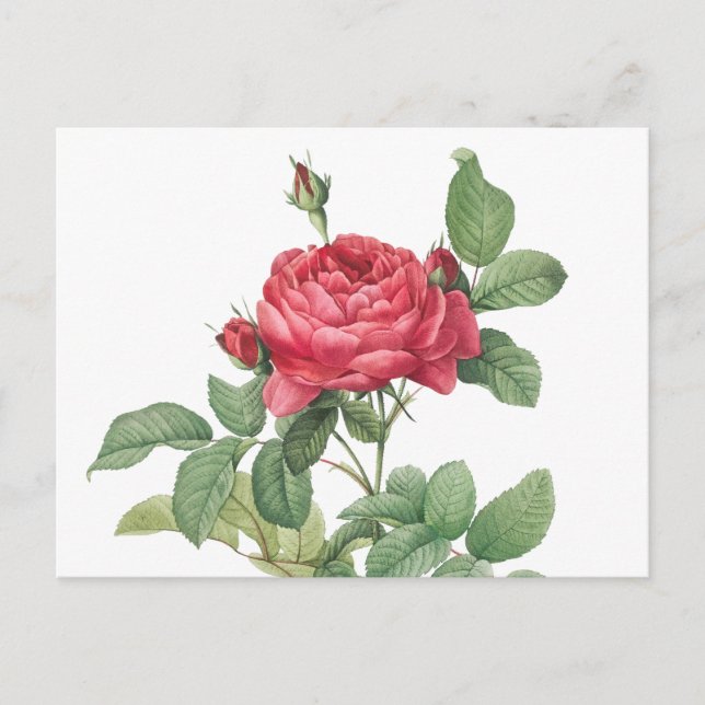 Vintage Rose Illustration Postcard (Front)