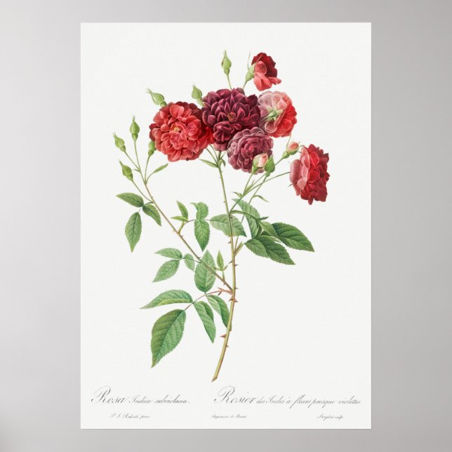 Vintage Rose Illustration Poster (Front)