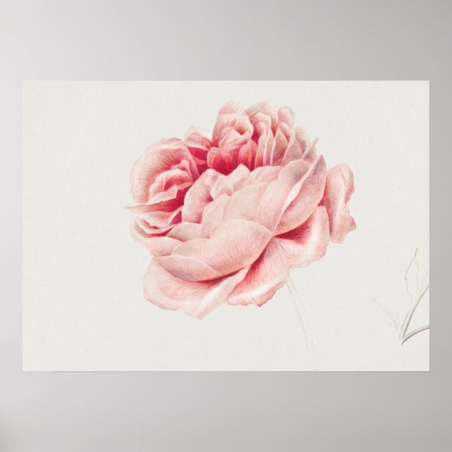 Vintage Rose Illustration Poster (Front)