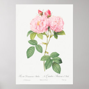 Vintage Rose Illustration Poster