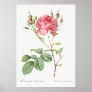 Vintage Rose Illustration Poster