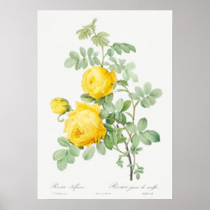 Vintage Rose Illustration Poster