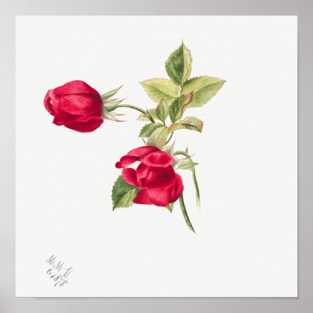 Vintage Rose Illustration Poster (Front)