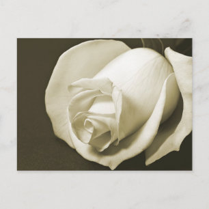 Vintage Rose Postcard