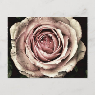 Vintage Rose Postcard