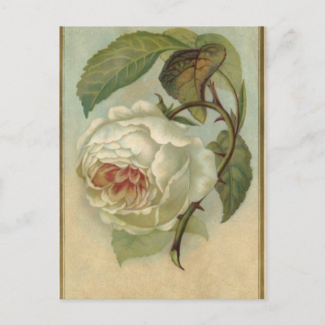 Vintage Rose Postcard (Front)