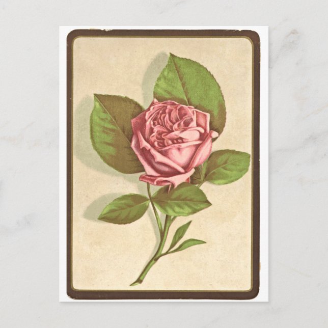 Vintage Rose Print Postcard (Front)