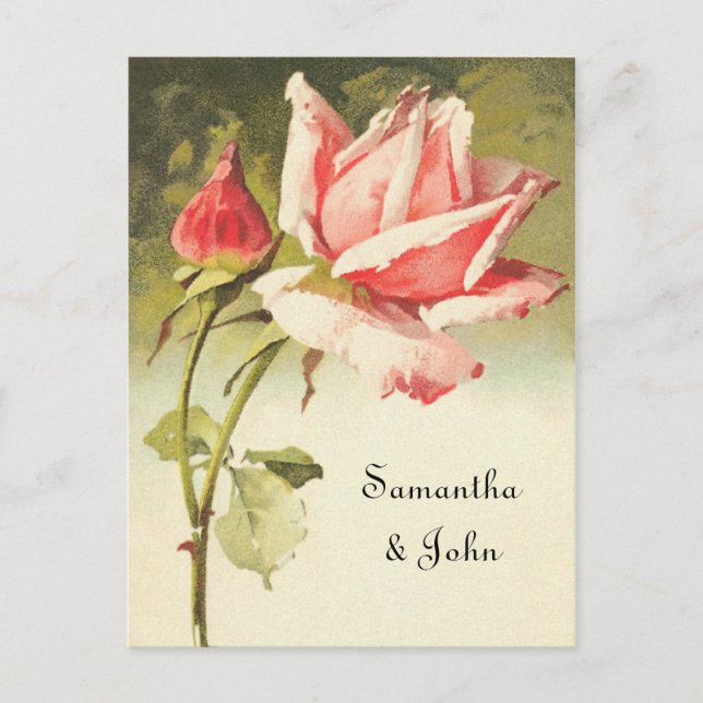 Vintage Rose Save the Date Announcement Postcard (Front)