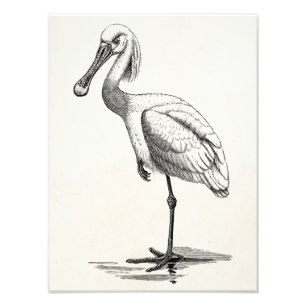 Vintage Roseate Spoonbill Antique Bird Template Photo Print