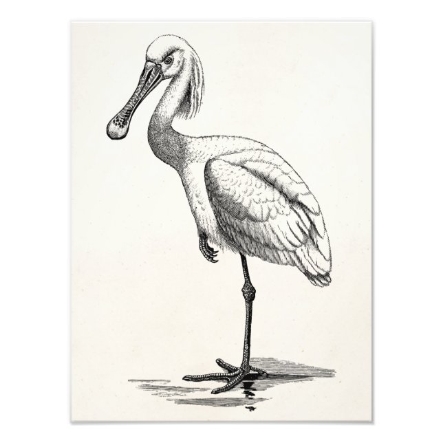 Vintage Roseate Spoonbill Antique Bird Template Photo Print (Front)