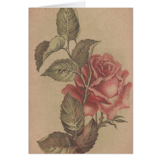 Vintage Roses (Front)