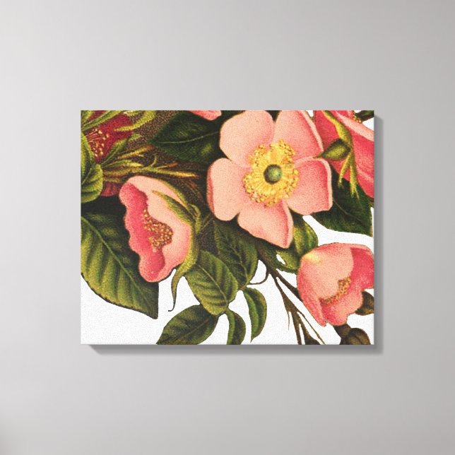 Vintage Roses Beautiful Pink Botanical Canvas Print (Front)