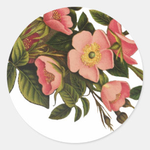 Vintage Roses Beautiful Pink Botanical Classic Round Sticker