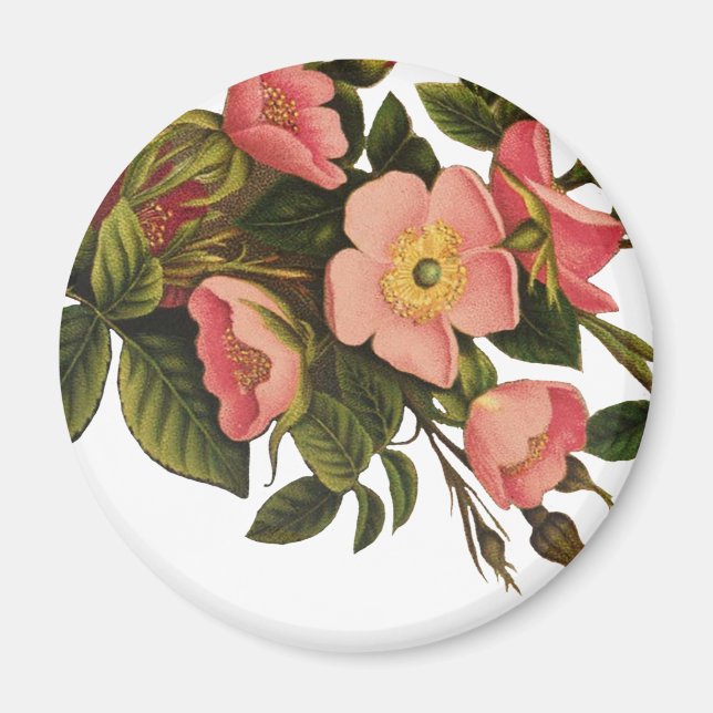 Vintage Roses Beautiful Pink Botanical Magnet (Front)