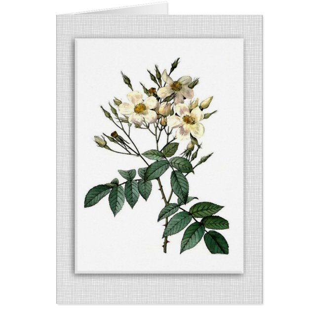 Vintage roses blank note card (Front)
