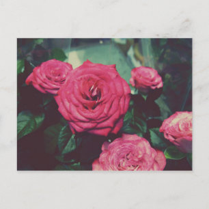 Vintage Roses I Postcard