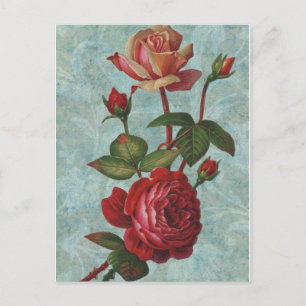 Vintage Roses Postcard