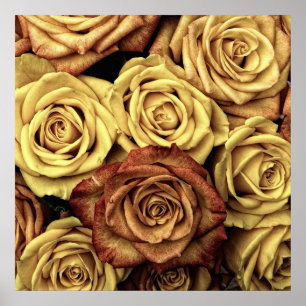 Vintage Roses Poster