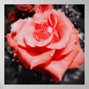 Vintage Roses Poster