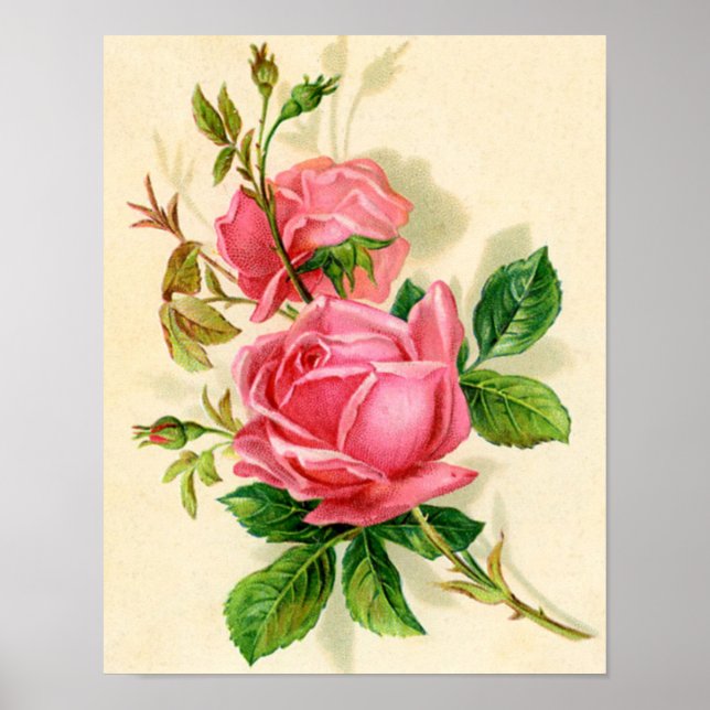 vintage roses poster (Front)