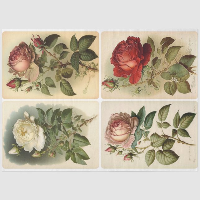 Vintage Roses  Tissue Paper (Front)