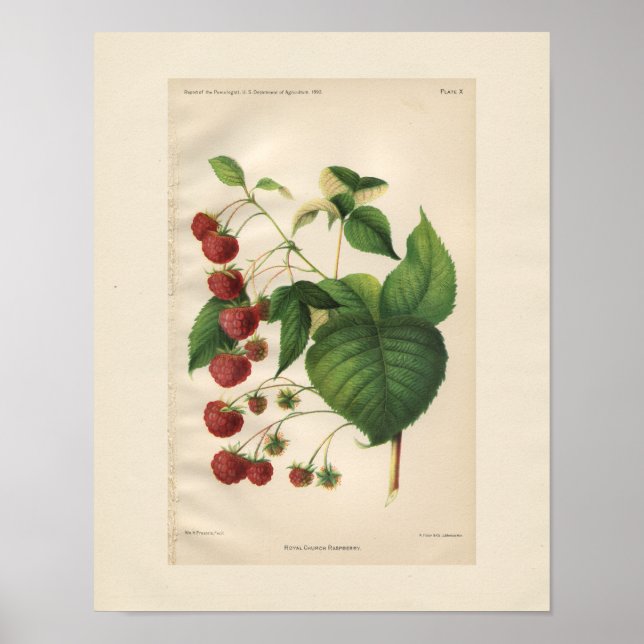 Vintage Royal Church Raspberry Print (Front)