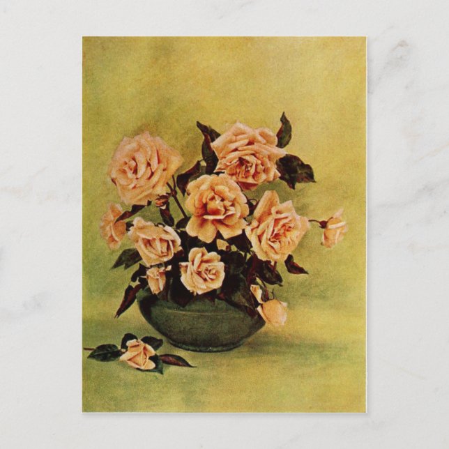 Vintage Safrano Rose by Frederick Martin Postcard (Front)