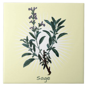 Vintage Sage Herb Botanical Art Ceramic Tile