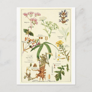 Vintage sage illustration carte postcarte de crédi