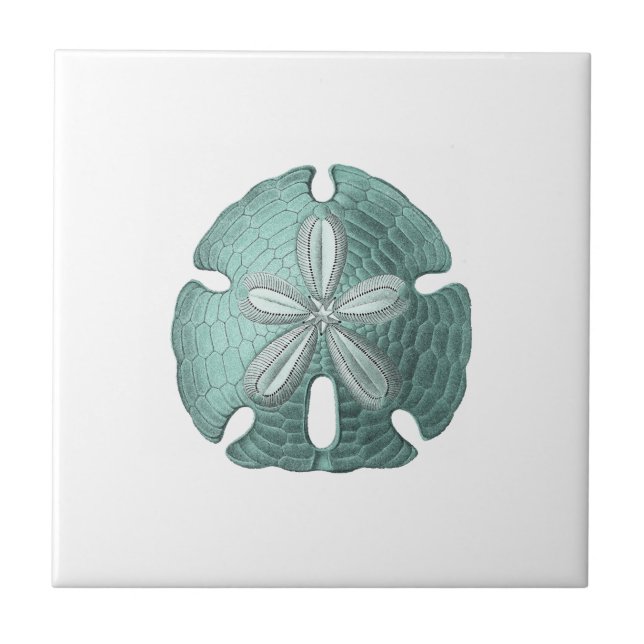 Vintage Sand Dollar Antique Sea Urchin Drawing Tile (Front)
