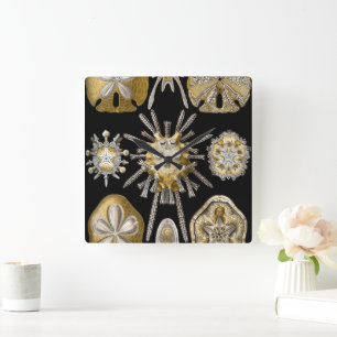 Vintage Sand Dollars Sea Urchins by Ernst Haeckel Square Wall Clock