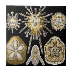 Vintage Sand Dollars Sea Urchins by Ernst Haeckel Tile