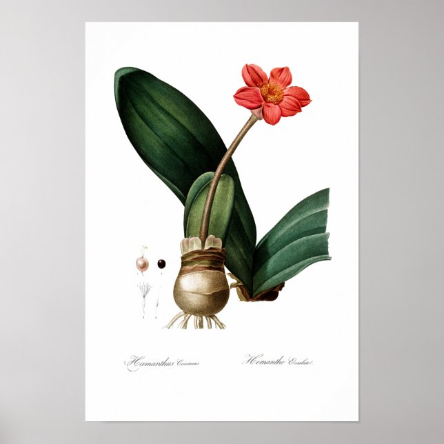 VINTAGE SANG BOTANIQUE LIBRE POSTER (Devant)