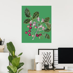 Vintage Sarah Featon Puriri Botanical Art Poster