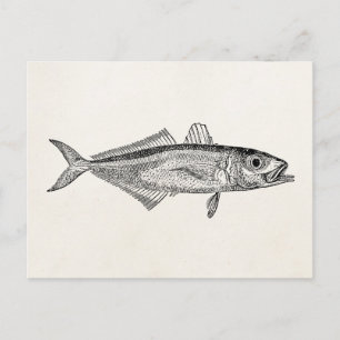 Vintage Scad Fish Aquatic Fishes Blank Template Postcard