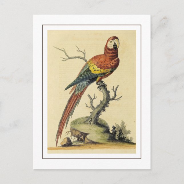  Vintage Scarlet Macaw Parrots Bird Illustration Postcard (Front)