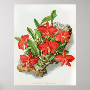 Vintage Scarlet Sophronitis Orchid Flower Poster