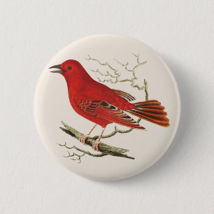 Vintage Scarlet Tanager Naturalist Bird Decor Art 2 Inch Round Button