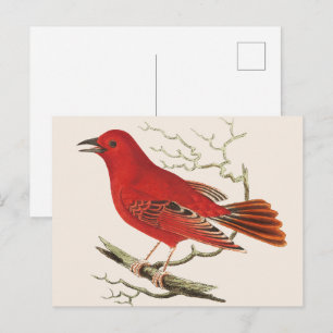 Vintage Scarlet Tanager Naturalist Bird Decor Art Postcard