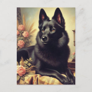 Vintage Schipperke Dog Painting Postcard