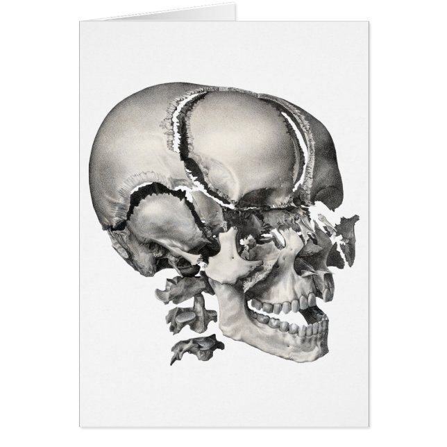 Vintage Science Human Anatomy, Antique Skull (Front)