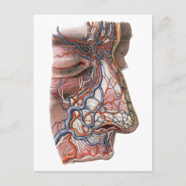 Vintage Science Human Anatomy, Face with Nose Postcard (Front)