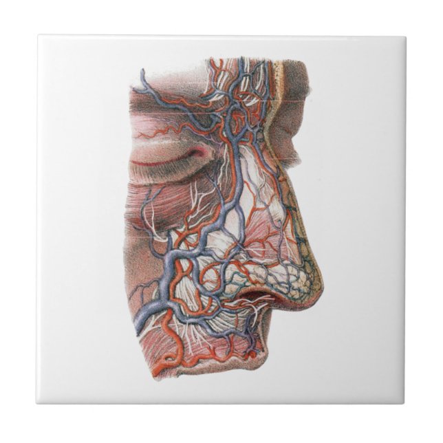 Vintage Science Human Anatomy, Face with Nose Tile (Front)