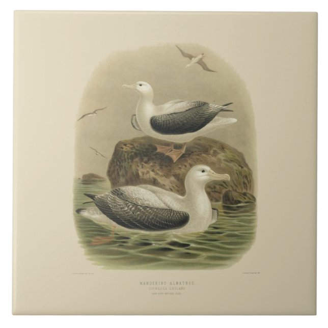Vintage Science NZ Birds - Wandering Albatrosses Tile (Front)