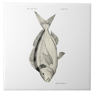 Vintage Science NZ Fish Tarakihi Tile