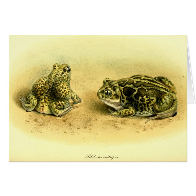 Vintage Scientific Illustration Spadefoot Toad (Front Horizontal)
